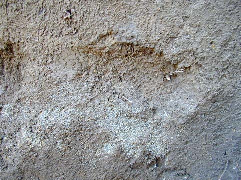 ��1���a�ΎR�D���o�󋵎ʐ^�Q