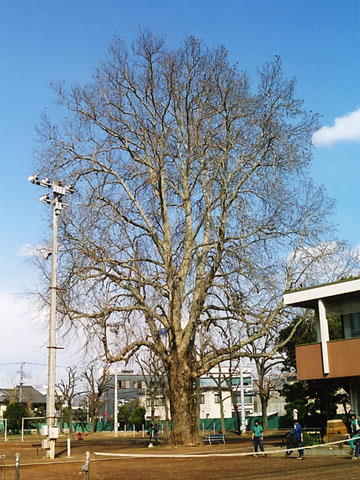 鈴懸の木の写真